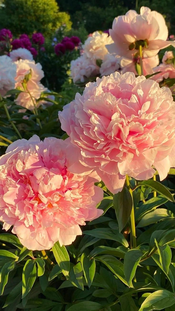 Whispers of Dawn Pastel Posies