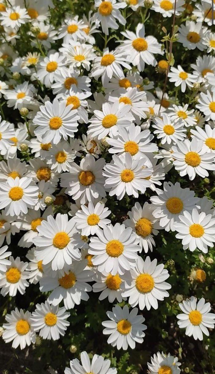 Whimsical Oceanic Flora Medley
